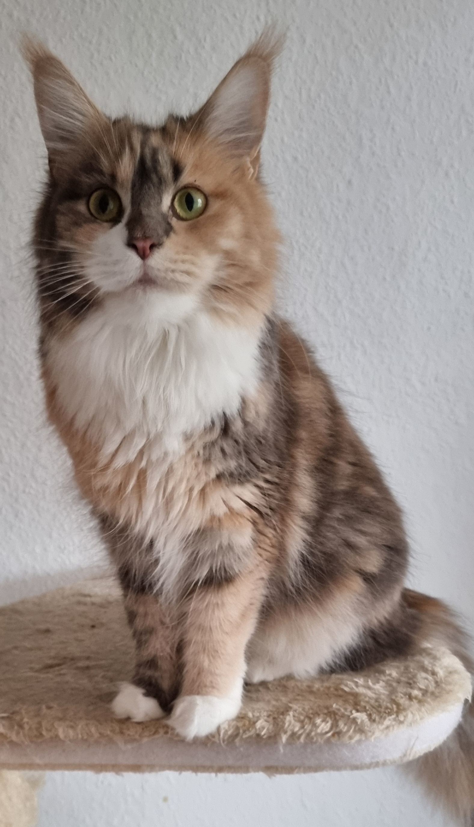 [Portrait einer Maine Coon Katze]