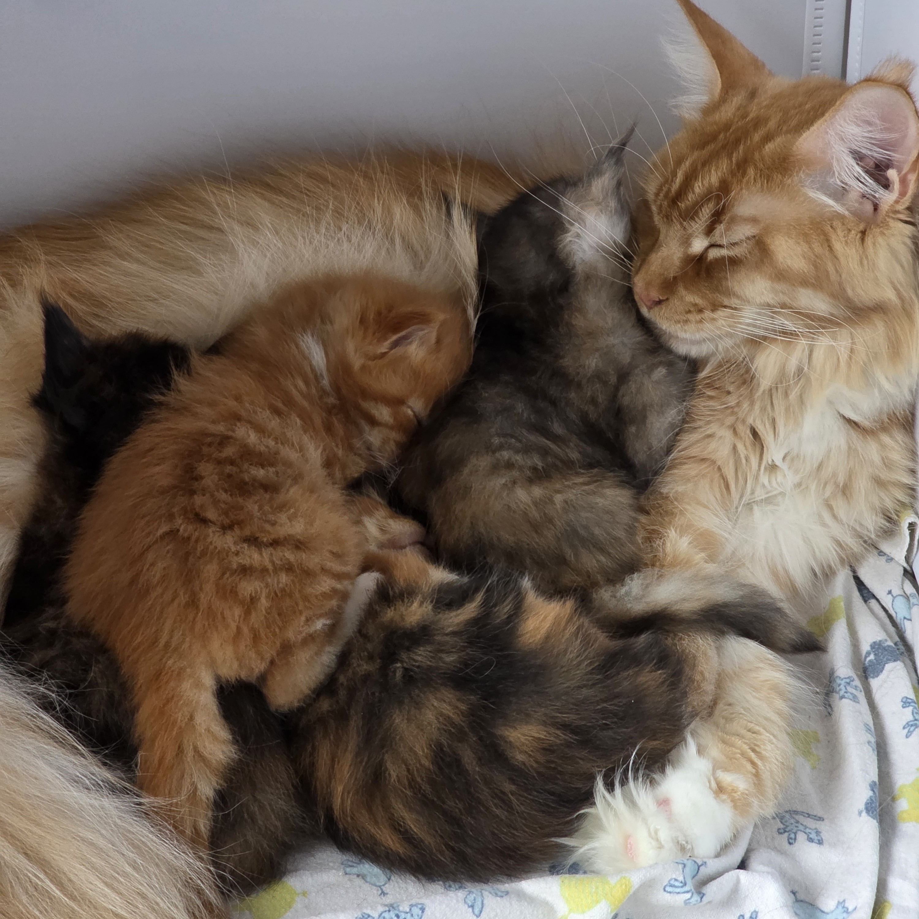 [Gruppenbild Kitten]