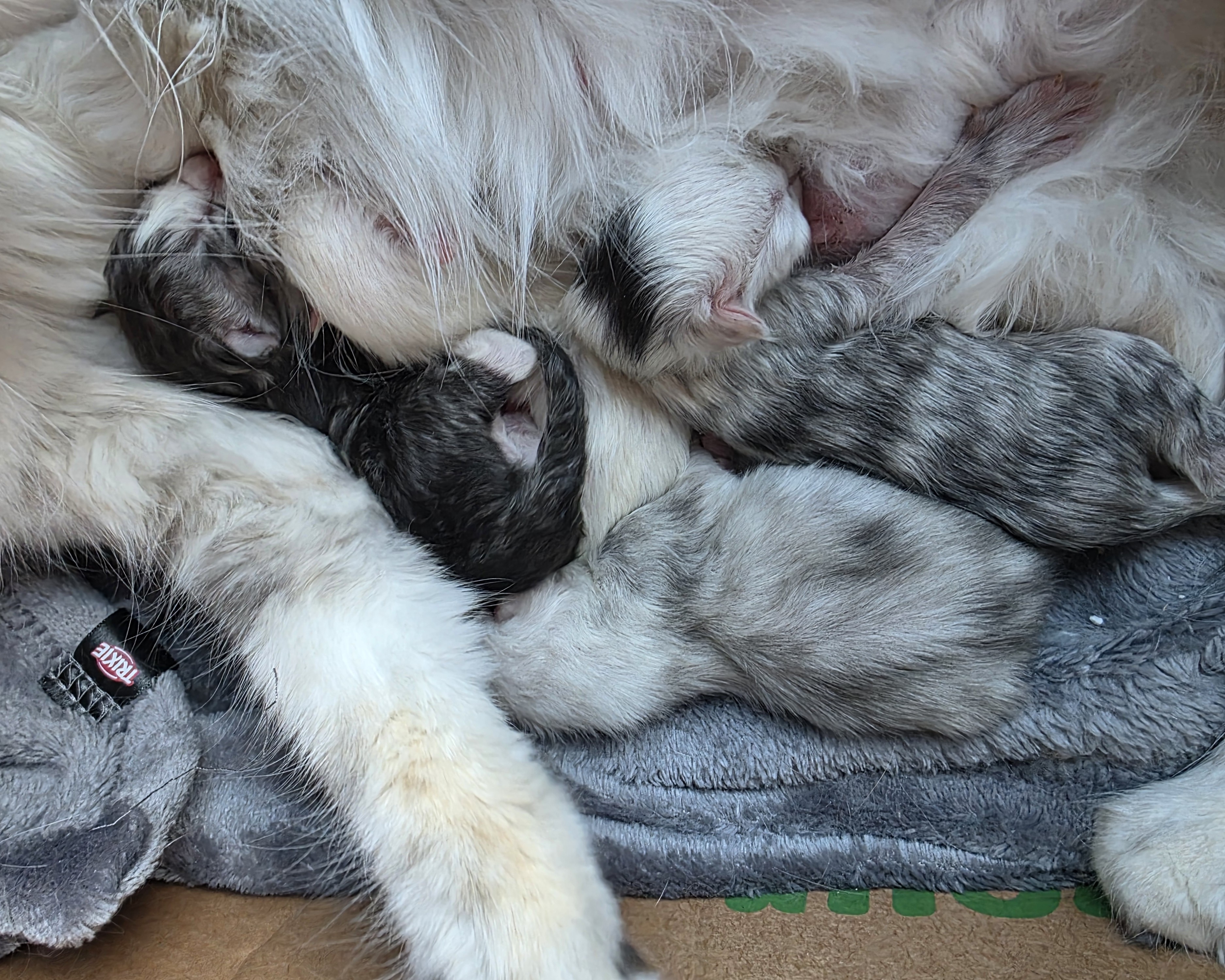 [Gruppenbild Kitten]